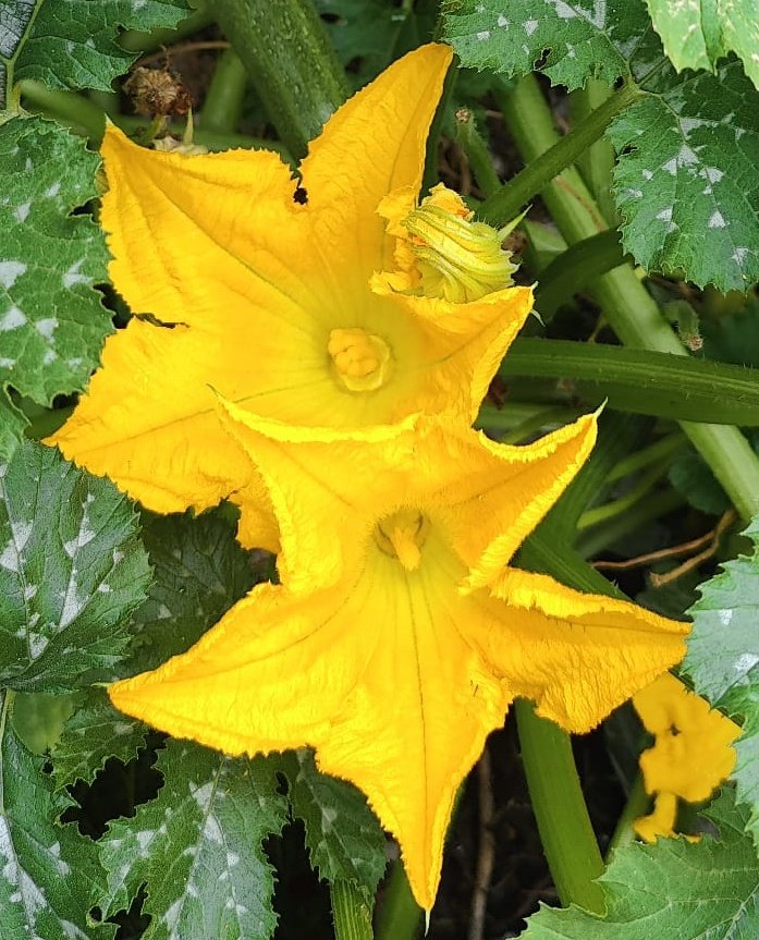 Sending all my peeps in the #5amwritersclub and the whole #WritingCommunity these brilliant #zucchini blossoms to enhance your start of the week with colour and joy.

#softscifi #scifi #SFF #amediting #amwriting #MondayMotivation