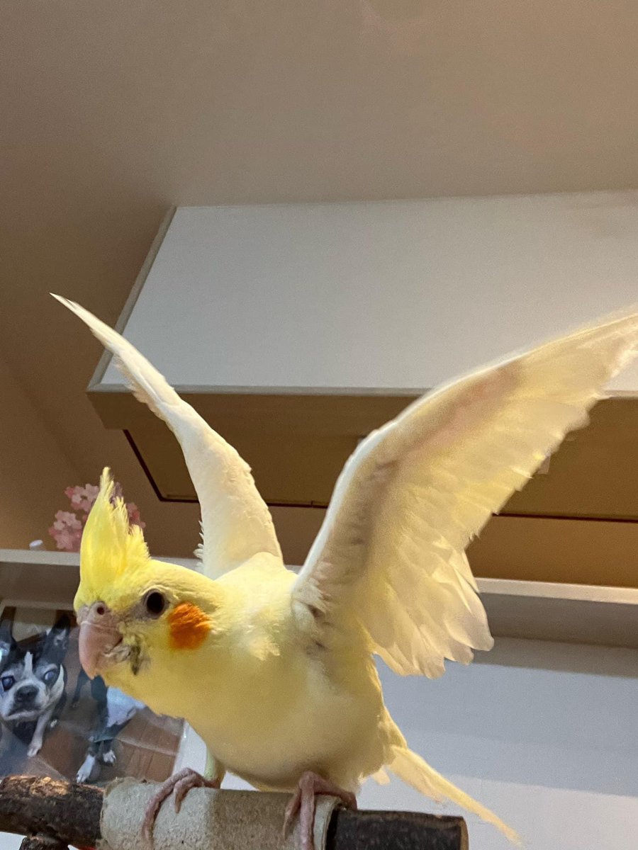 rastaijiman's tweet photo. 友人の迷子のオカメインコ探しています。
埼玉県です。
どんな情報、間違えてても良いので白っぽい鳥、珍しい鳥など見かけたら教えて下さい。
飛ぶと目立つはずですが、飛び始めたばかりでコントロール出来ずうまく飛べないです。
普段は歩いてます。
 #迷い鳥　#迷子鳥　#オカメインコ迷子 https://t.co/GYydkS3gWq