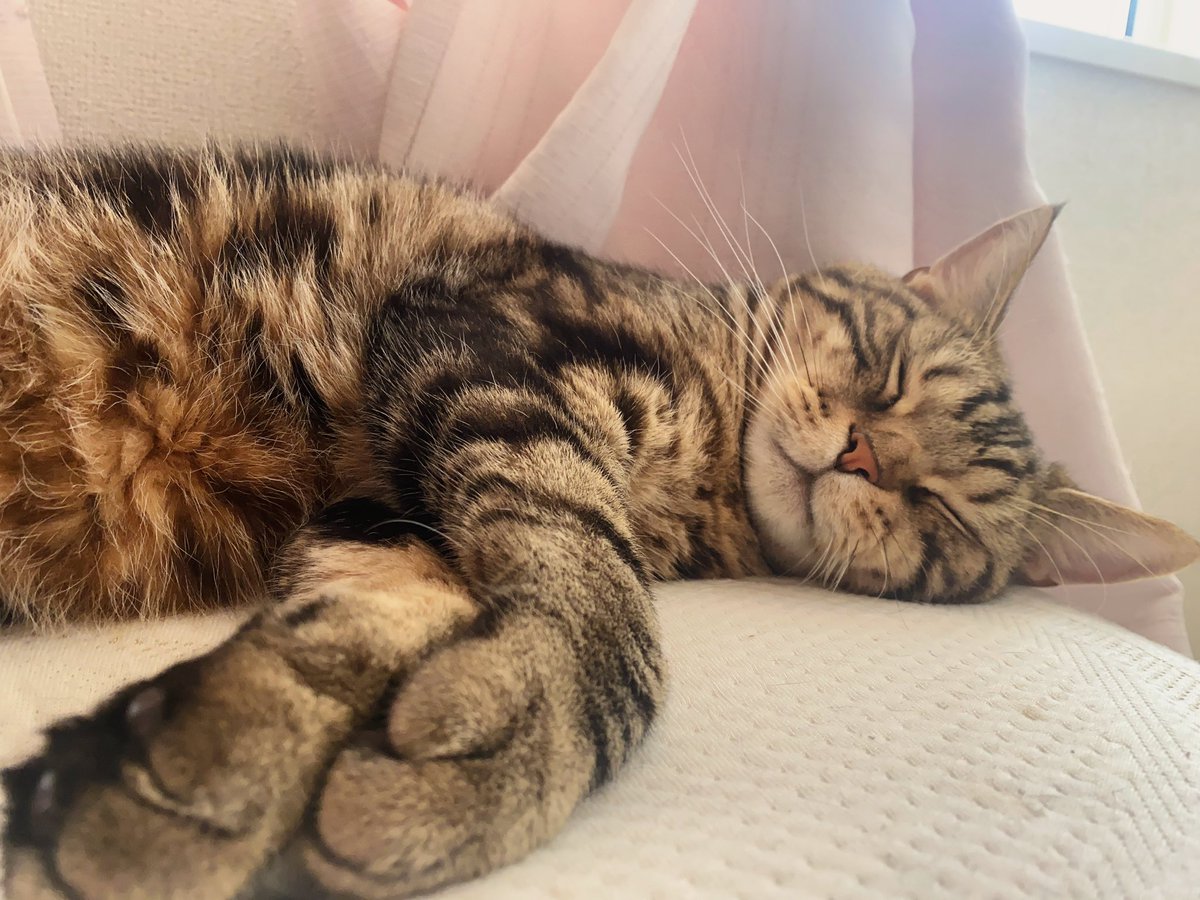 nyan825a's tweet photo. #ねこ https://t.co/3wLQpSxLBX