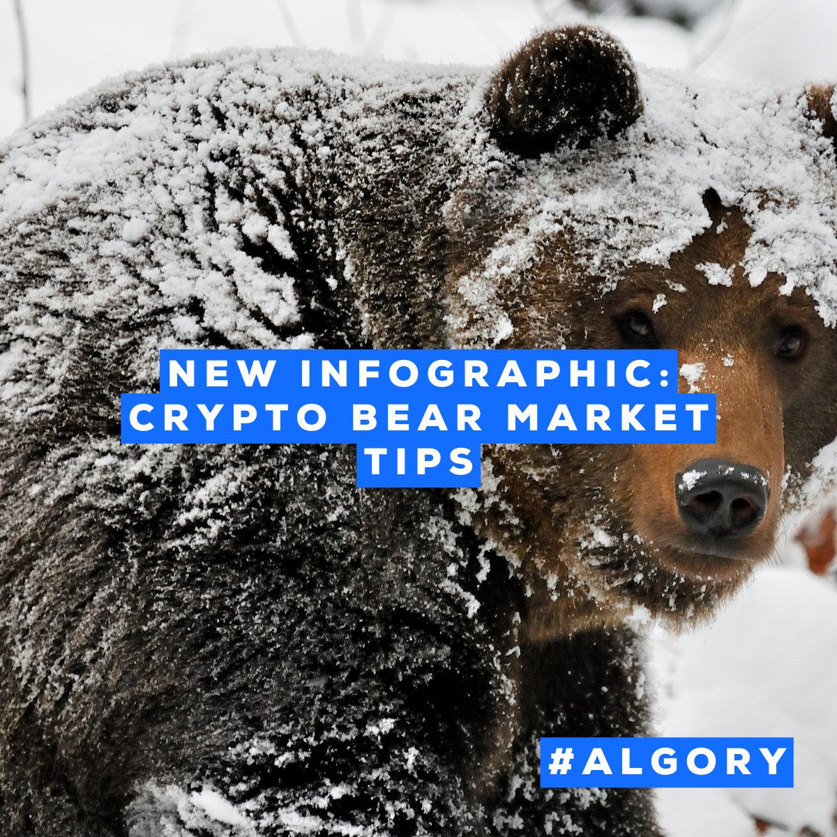 AlgoryProject's tweet image. Learn how to survive this crypto winter. Check our infographic with the most important tips.

Read on: buff.ly/3x0iUNk

#Crypto #cryptotrading #algory