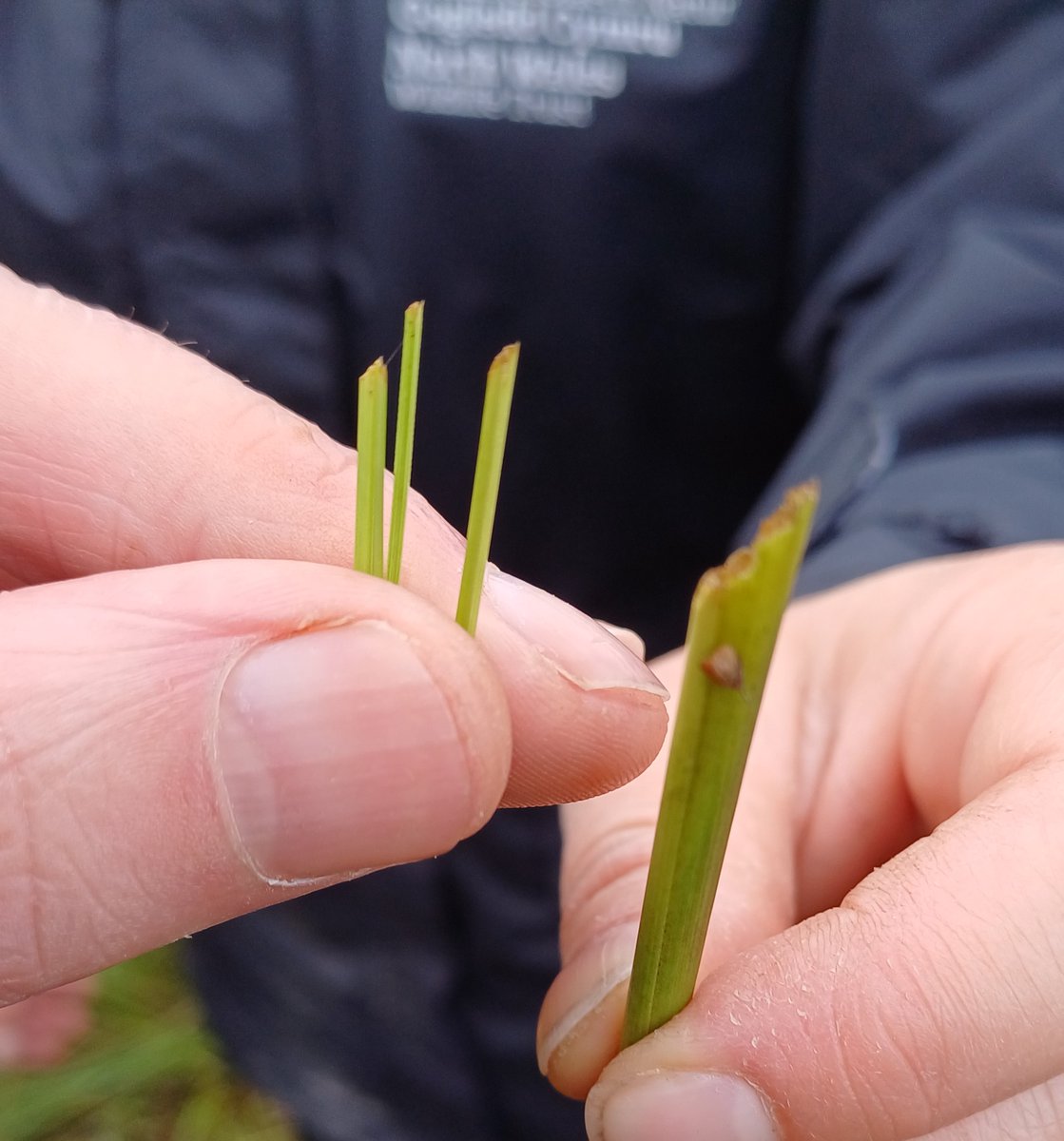 Thanks to a great bunch of nature enthusiasts who spent a wet weekend helping build a better picture of our marshy grassland / rhos pasture.  Here soft rush cut  by #fieldvole (L) and #watervole (R) ... for full story see blog cefngarthenor.co.uk/post/inspirati…