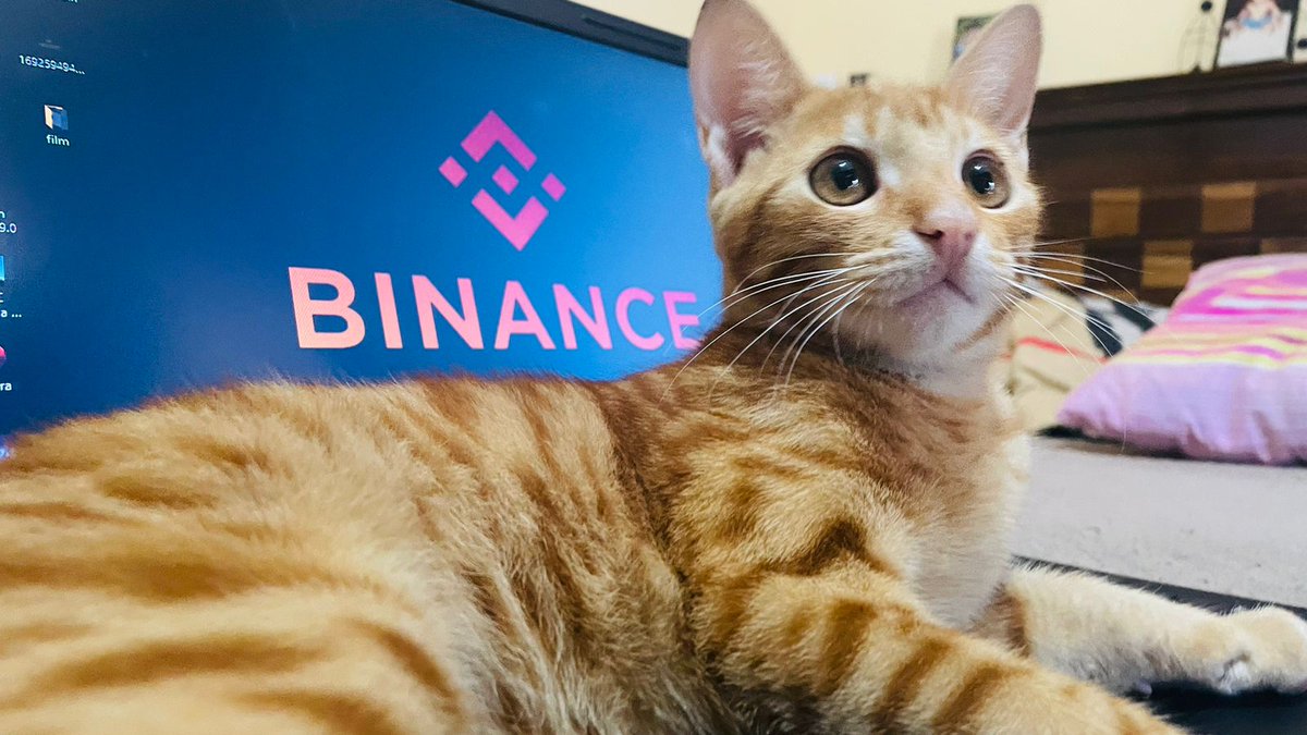 Geetha9696's tweet photo. @binance A CAT DOES NOT WANT ALL THE

WORLD TO LOVE

HIM. ONLY THOSE

HE HAS CHOSEN

TO LOVE.#BinanceCat  #Binance 🇱🇰🖤🇱🇰 https://t.co/KSKEgbgb3J