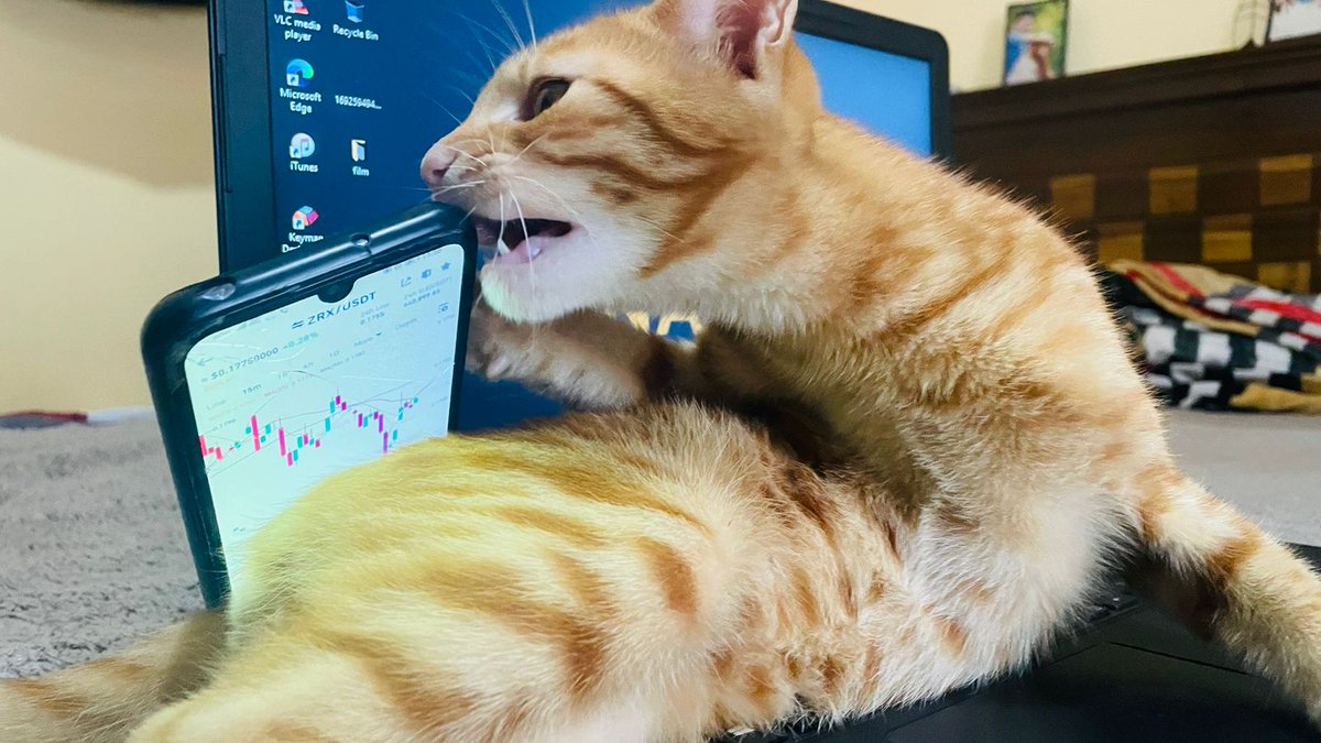 Geetha9696's tweet photo. @binance A CAT DOES NOT WANT ALL THE

WORLD TO LOVE

HIM. ONLY THOSE

HE HAS CHOSEN

TO LOVE.#BinanceCat  #Binance 🇱🇰🖤🇱🇰 https://t.co/KSKEgbgb3J