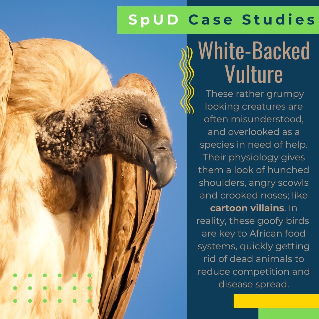 IUCNSULi's tweet photo. Meet the "cartoon villians" of the natural world in the latest #SpUDCaseStudies from the #SpeciesUseDatabase. It may not be considered the prettiest of animals, but this fascinating bird keeps its ecosystems in check, and is #criticallyendangered.
#SULi #sustainableuse https://t.co/xS8kuiBSNz