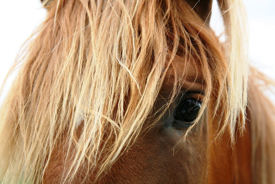 High obesity rates in ponies & horses can lead to health issues. A new Body Condition Index offers a more objective & consistent measure than traditional scoring, but may need tweaks for smaller breeds. 🐴📊 #EquineHealth #SRUCResearch #SRUCVetSchool

ow.ly/nW8j50Py8wl