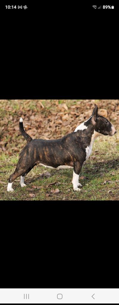 <a href="/ROCABULL/">ROCABULL</a> 
Ya está embarazada nuestra increíble mini..
En 63 días tendremos MINI DE LOCURA