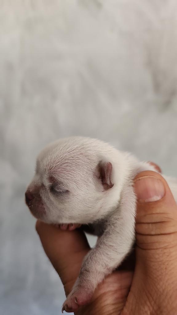 <a href="/ROCABULL/">ROCABULL</a> 
Uff este será una locura de pequeño y chatito..
Más información por privado..
#chihuahua #mini #rocabull