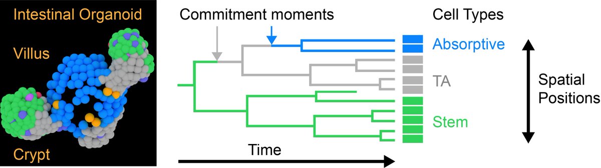 Researchers from @_amolf and @TheCleversLab have revealed a new model for how stem cells specialize into a functional cell. Stem cells choose their identity first and then move to the appropriate position, instead of the other way around. Read more here: hubrecht.eu/stem-cells-ide…