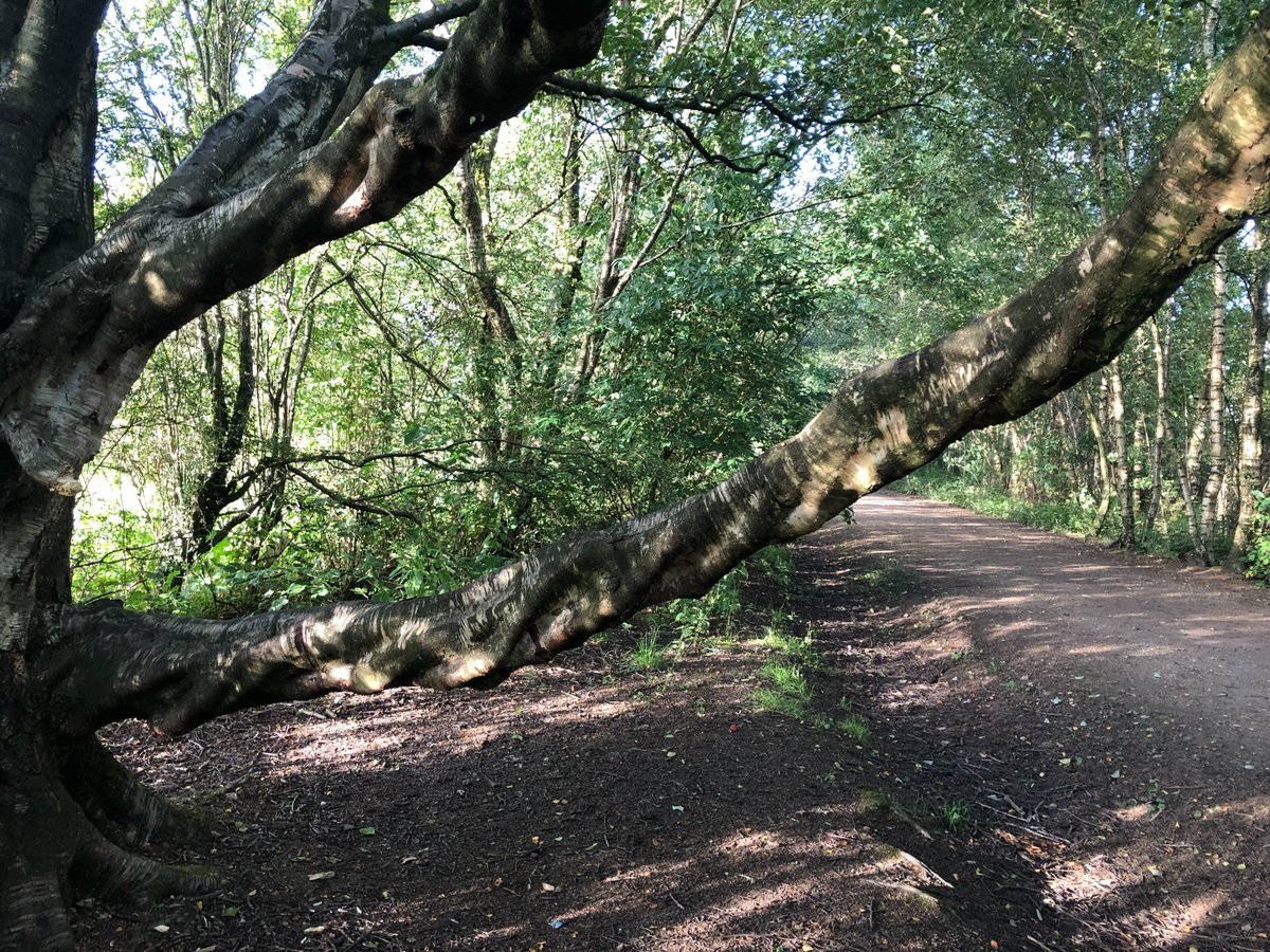 JoyfulFE's tweet photo. Good morning #JoyFE, How are you?

Excited to share some of the mystery I notice in the woods this wk. #ConnectingToNature is a great way to relax. I notice &amp; ask why, what, how, who &amp; where and appreciate my surroundings &amp; think of the lessons I can apply to my work &amp; life. https://t.co/Rcfyw3bA9b