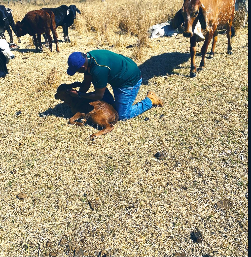 Zimfarmer tweet media