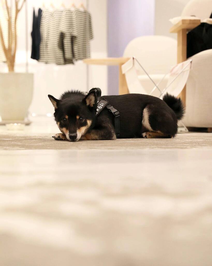 craft_teacoffee's tweet photo. .
Thank you cuty๐
.
#ๆด็ฌ #ๆด็ฌ้จ #ๆด็ฌใใใข #ใใฐใใใใใ #่ฑๆด
#shibainu #ไธญ็ฎ้ปใซใใง #็ฌใใซ้จ #ใใใๅฏ
#doglife #doglovers #dogphotography #dogoftheday #excellent_dogs https://t.co/lfMcZuQizl