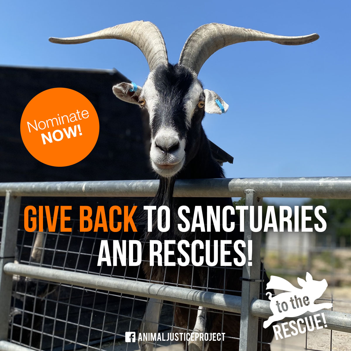 Nominate Now to #Give Back to #AnimalSanctuaries and #Rescues 
Is there a sanctuary or rescue that holds a special place in your heart? Here's your chance to shine a light on their incredible efforts & help them win £250 in #support.

Click the link below:
bit.ly/rescue250