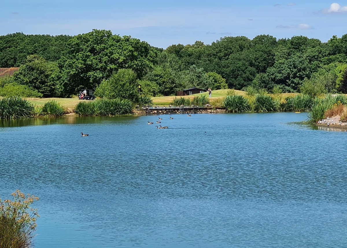 SuttonGreenGolf's tweet photo. Morning lake scenes with the Sutton Green ducks 🦆. Come and meet them, book yourself a round over on our website... https://t.co/nPVHJ8bsRK https://t.co/zgLpT75QQD