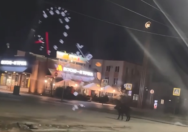 Ночью по Сызрани прогулялся кабан - дикое животное было замечено в спальном районе города #syzran #сызрань syzran-small.ru/news-78841