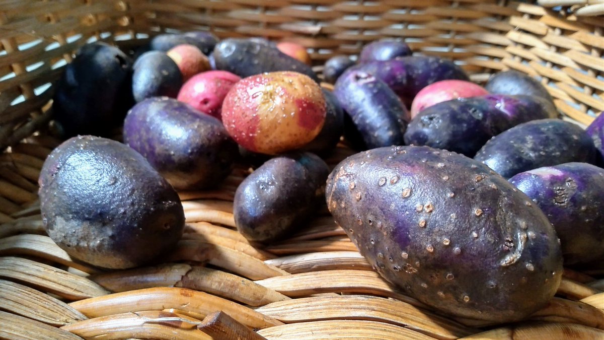 CapeFoodForest's tweet photo. Homegrown #potatoes are such a trip!

This is my first harvest in Bethlehem, I am cultivating these sexy spuds to adapt to #Montagu.

They will eventually be for sale at our #CapeFoodForest #SeedBank.

We will accept #Bitcoin after I set up a #lightningnode @BitcoinWitsand https://t.co/vfCGLV8uJq