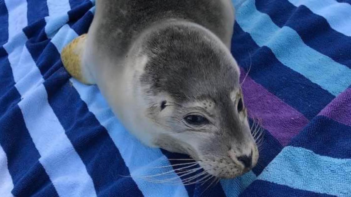 A seal pup has died after it was put in a car alongside a dog despite warnings from a rescue charity in Sea Palling in Norfolk. greatyarmouthmercury.co.uk/news/23735577.…