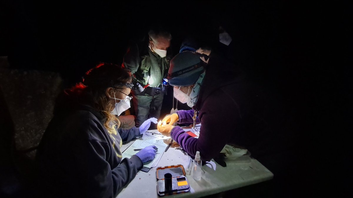 jelaine_gan's tweet photo. Holiday at Dorset! Helping with #autumnswarming survey of #DorsetBatGroup Horseshoe bat is love.
#dorset #batsurvey #batsUK @MollyWa89852480 @TinaWiffen https://t.co/JwVwQWQd6F