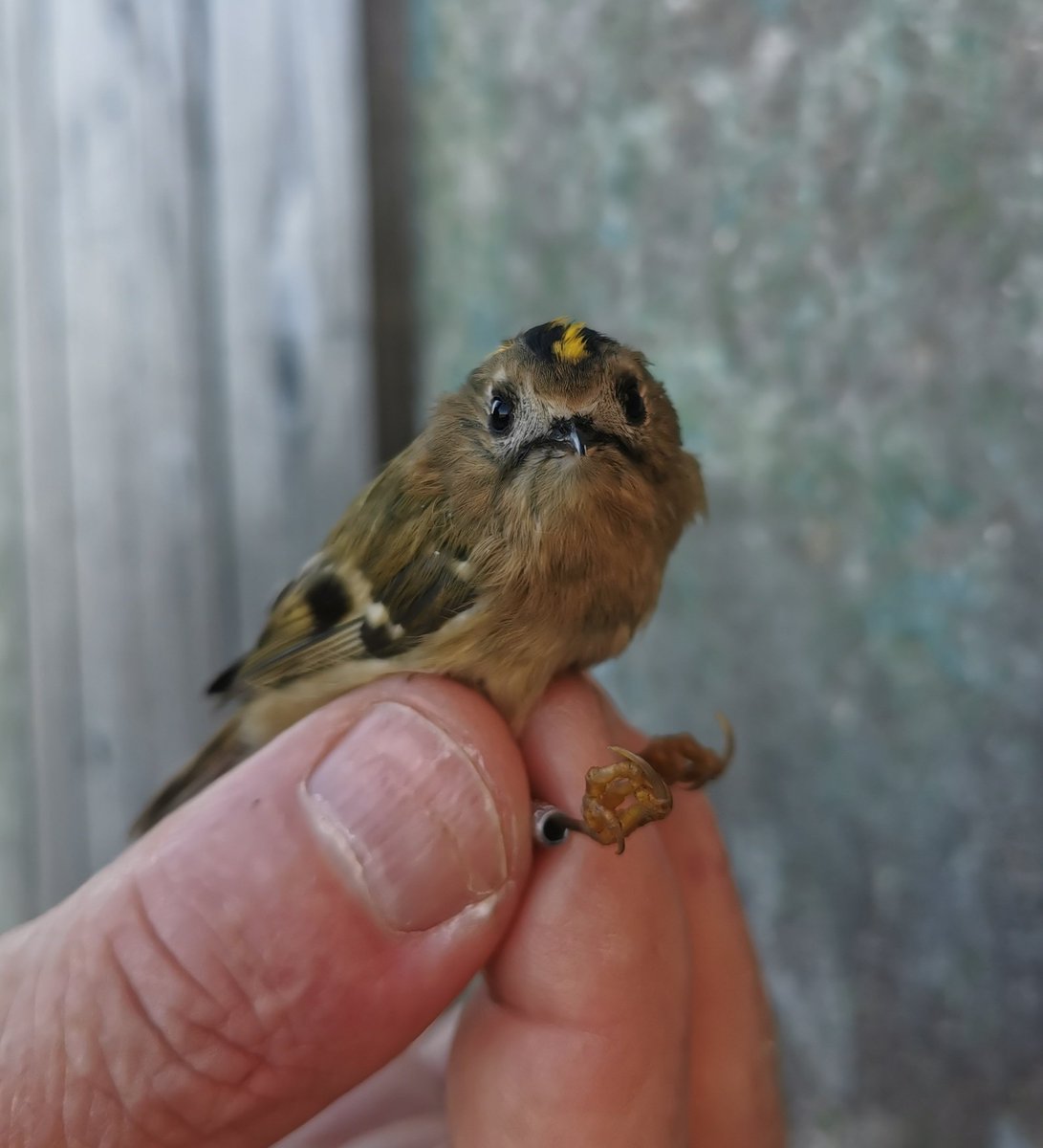 McGuireBethany's tweet photo. Amongst the many Willow Warblers during our ringing session this morning was this Goldcrest, a ringing first for me and a Swallow (also a ringing first!) 😁 Hopefully they have a safe journey to wherever they end up going! 🐦 https://t.co/Zk8KBEP4p1