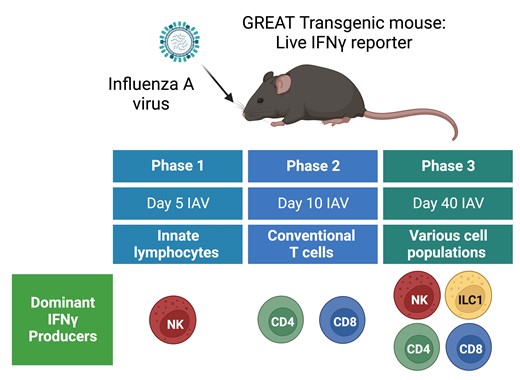 🆕 Triphasic production of #IFNγ by innate & adaptive #lymphocytes following #influenzaA virus infection ✍️ @george_e_finney @KerrieHargrave @MariekePingen @tompurnell123 @D_B_Todd @wo_jules @meganmacleod15 #OpenAccess ➡️bit.ly/3LbWy2X