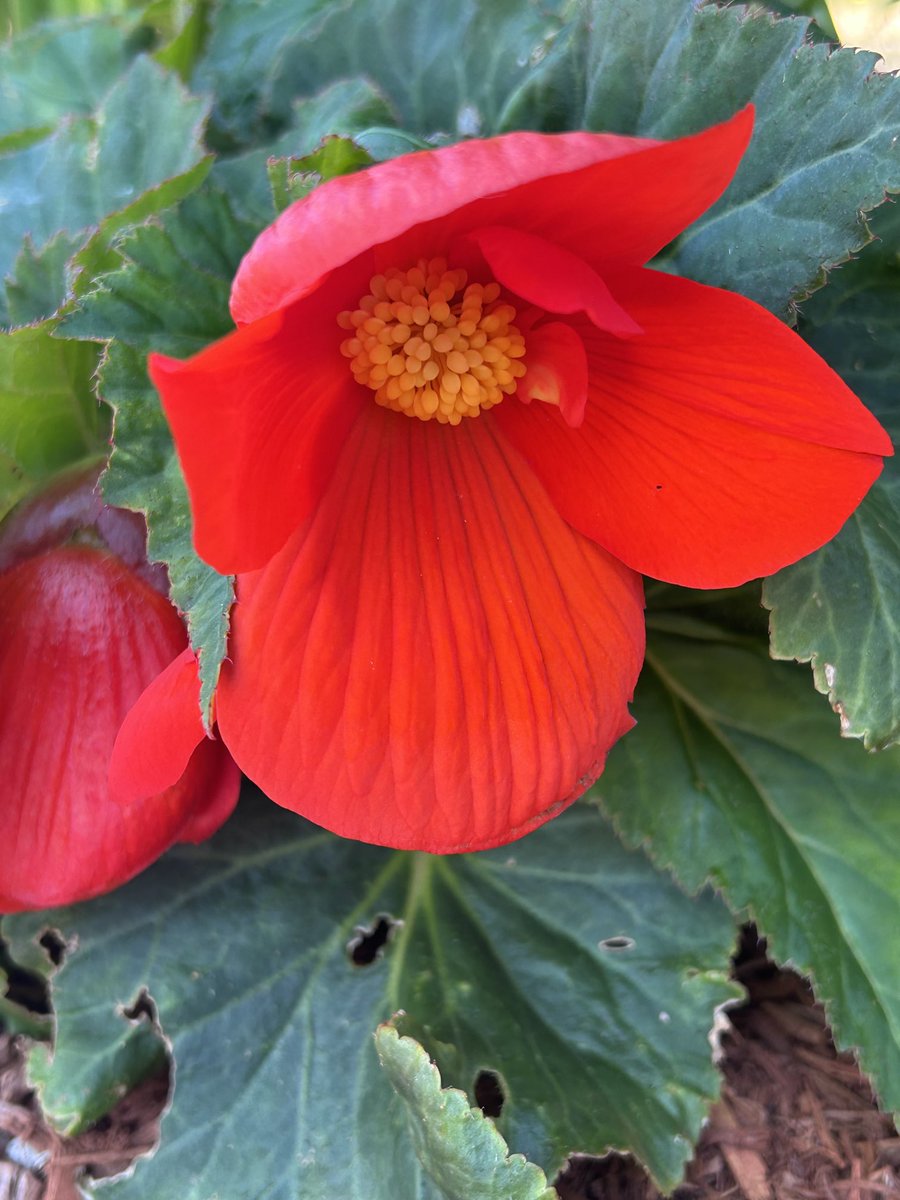 BombshellNana's tweet photo. #AfterTheRain #PDX #NPDX #NorthPortland #PortlandOregon #Summer #Begonias https://t.co/aZYE0EkMwb