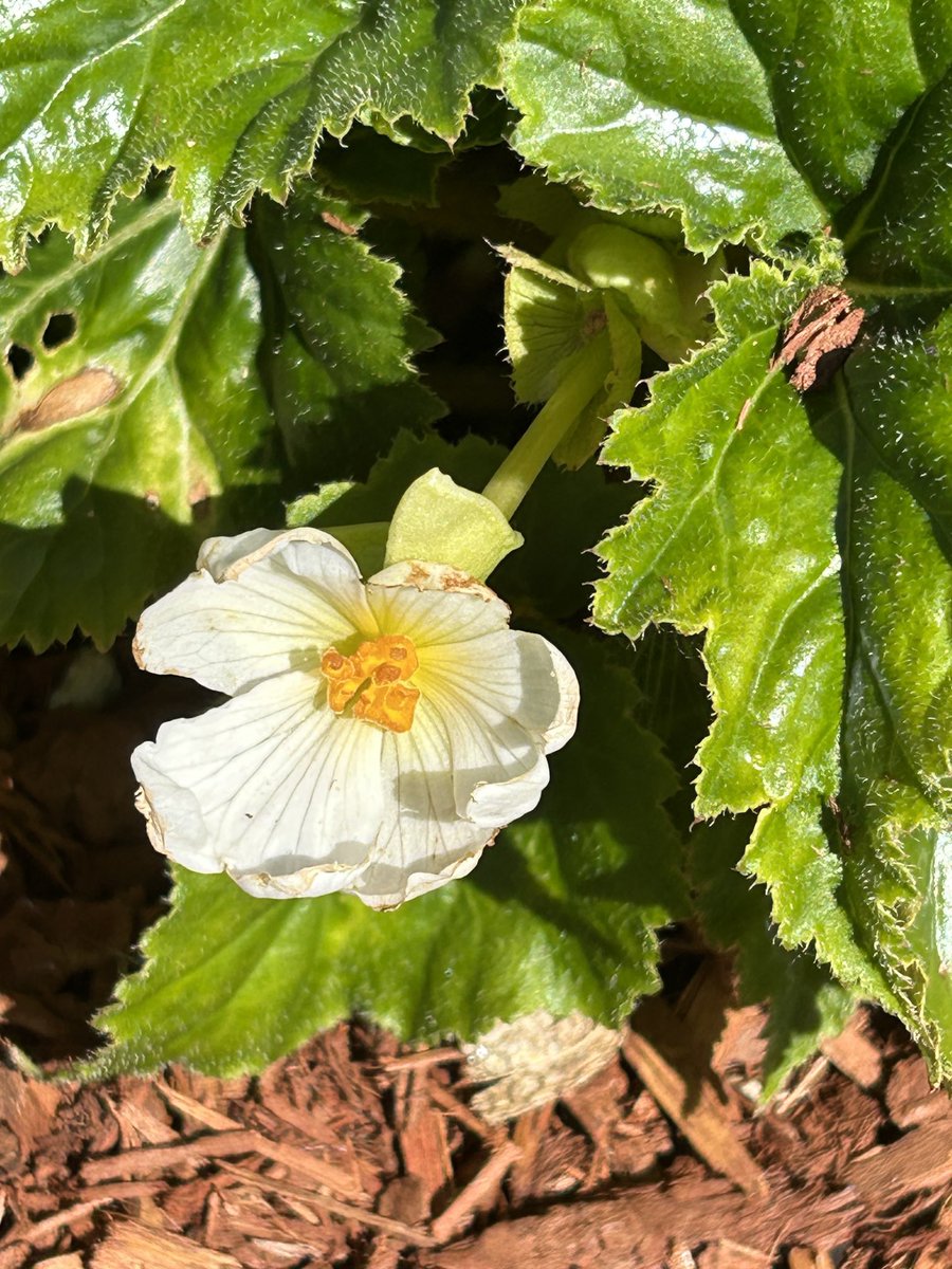 BombshellNana's tweet photo. #AfterTheRain #PDX #NPDX #NorthPortland #PortlandOregon #Summer #Begonias https://t.co/aZYE0EkMwb
