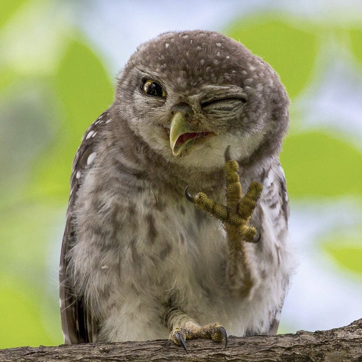 taehyun as owls (@2k0t0h2) on Twitter photo 