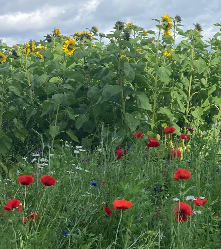 LLCoLondonderry's tweet image. Lord-Lieutenant invited to view the bee paradise Sunflower garden field at Killeague  - a beautiful Visitor project of Emma Smyth - all donations for Air Ambulance NI

Lots of little areas  for children to enjoy while donating to a wonderful charity.