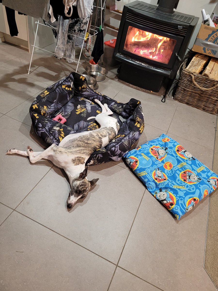 Fire 🔥 hot...too hot...tiles cool...mustn't move...nice fire.
#whippet
#dogs 
#houndsoftwitter