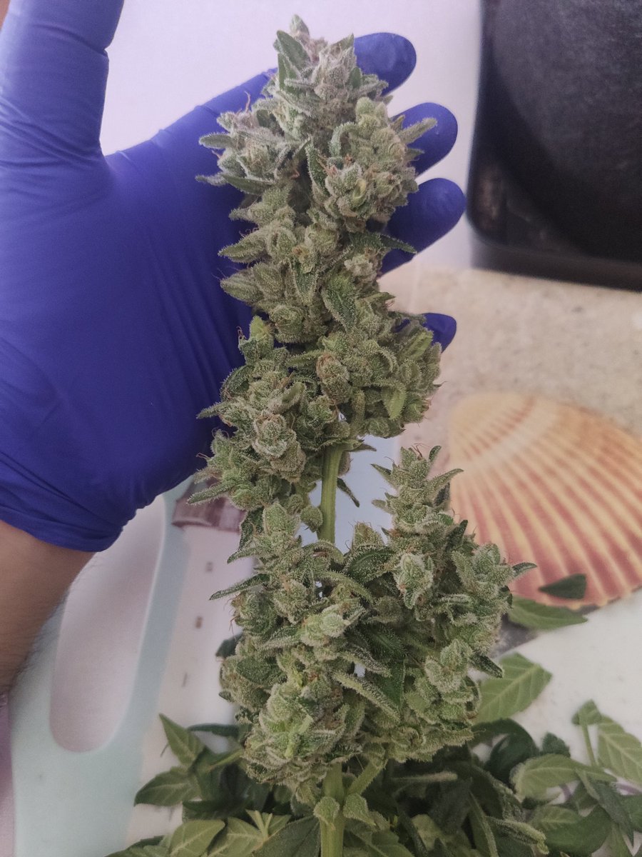 introvertido420's tweet photo. Recién cortadas 💚
#Autocultivo #autoflorecientes #WeedLovers #CannabisCommunity https://t.co/BQimIL4cxB