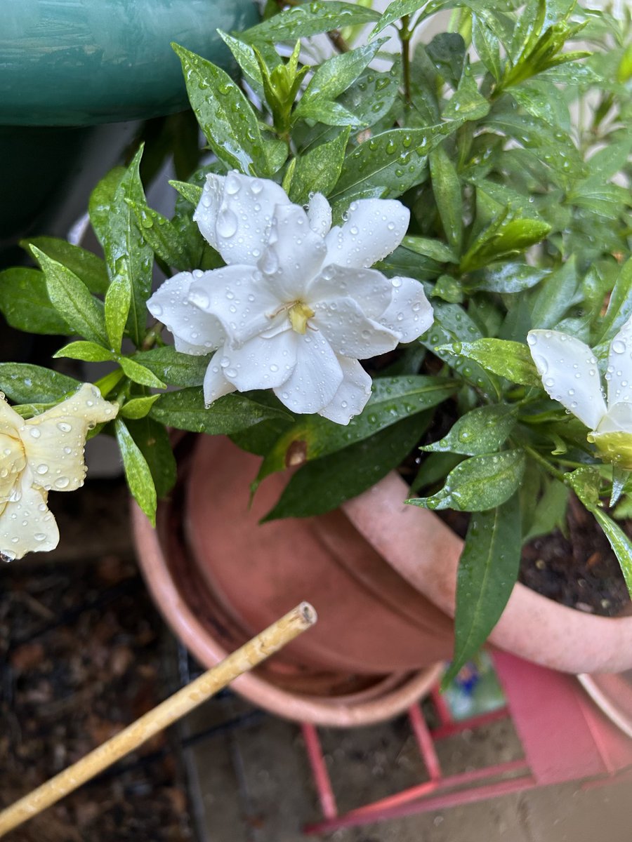 BombshellNana's tweet photo. #AfterTheRain #PDX #NPDX #PortlandOregon #Summer #Gardenias #Gardenia https://t.co/yeo0DQMOIt