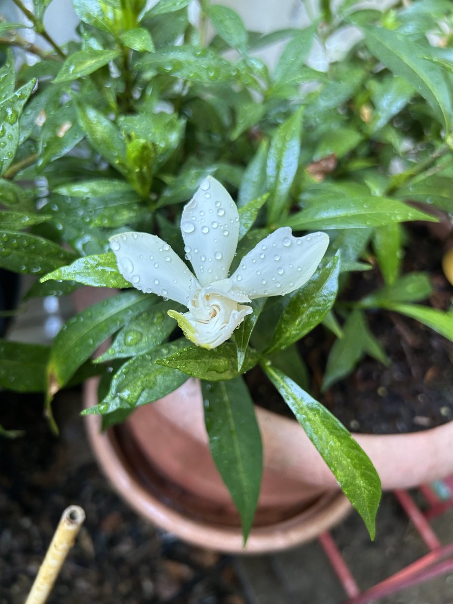 BombshellNana's tweet photo. #AfterTheRain #PDX #NPDX #PortlandOregon #Summer #Gardenias #Gardenia https://t.co/yeo0DQMOIt