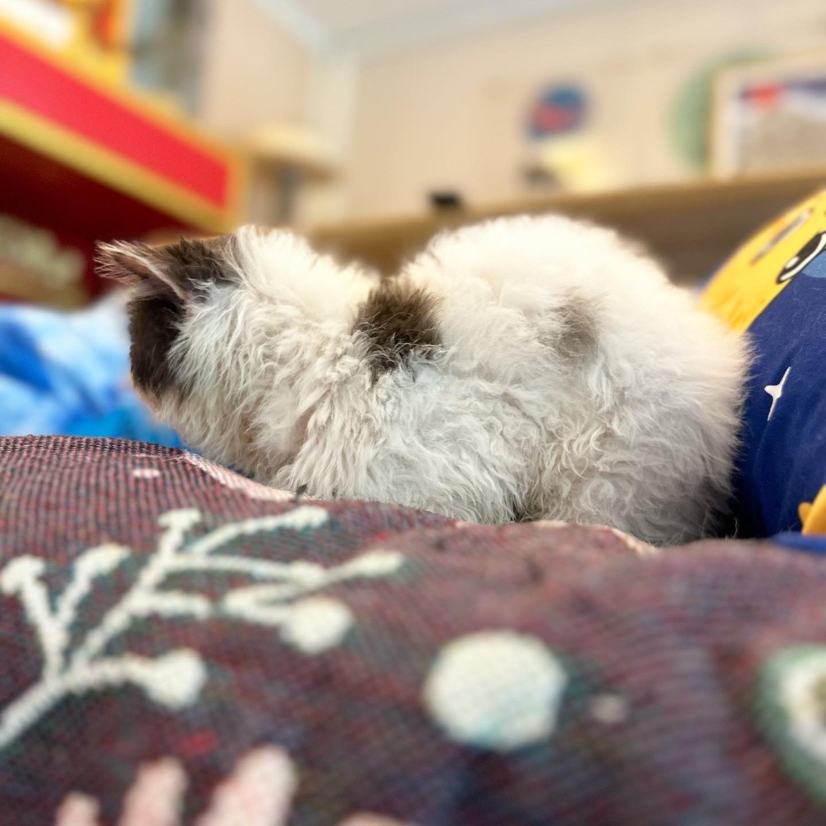 CatsterClub's tweet photo. จากอดีตแม่พันธ์อายุ 11 ปี น้ำหนักไม่ถึง 2 โลในวันนั้น อยู่กับเรามาสองเดือน ผลลัพธ์ค่อนข้างพอใจ  เรายังมีแมวแบบนี้อีกมากที่รอเราเปลี่ยนโฉม รอการหาบ้าน 🩷 นี่แหละค่ะ เหตุผลที่ชวนให้ทุกคนซื้ออาหารกับเรา เนื่องจาก เราสามารถซื้ออาหารราคาส่งราคาโรงงานได้จากแบรนด์ต่าง ๆ ทำให้ประหยัดได้มาก 

และเราสามารถควบคุมอาหารที่เราต้องการได้ อาทิ อาหารเฉพาะโรค หรือ อาหารประจำของเด็กแต่ละตัว เพื่อไม่ให้เด็ก ๆ ท้องเสียในการเปลี่ยนอาหาร และสร้างภูมิคุ้มกันให้กับแมวจรได้อย่างสม่ำเสมอ จากโภชนาการอาหารที่เราเอาใจใส่ดูแล 

ร่วมดูแลแมวจรให้มีชีวิตความเป็นอยู่ที่ดี และมีบ้านไปกับเราได้ที่

ธนาคารกสิกรไทย
บัญชี ร้านแคสเตอร์ 
เลขบัญชี 0538817880

ธนาคาร ทหารไทยธนชาต
ชื่อบัญชี นัชญ์ เพื่อ แคทสเตอร์ 
685-2-15322-7

อนุโมทนาสาธุล่วงหน้าค่ะ 
ทุกการช่วยเหลือ เรามีของที่ระลึกมอบให้ทุกท่านด้วยนะคะ เพียงส่งสลิปและชื่อที่อยู่ไปที่ไลน์ @kingdomoftigers ค่ะ