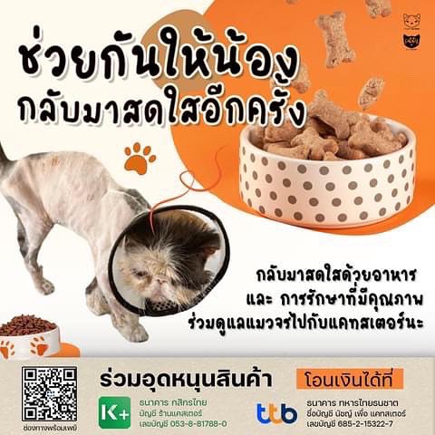 CatsterClub's tweet photo. จากอดีตแม่พันธ์อายุ 11 ปี น้ำหนักไม่ถึง 2 โลในวันนั้น อยู่กับเรามาสองเดือน ผลลัพธ์ค่อนข้างพอใจ  เรายังมีแมวแบบนี้อีกมากที่รอเราเปลี่ยนโฉม รอการหาบ้าน 🩷 นี่แหละค่ะ เหตุผลที่ชวนให้ทุกคนซื้ออาหารกับเรา เนื่องจาก เราสามารถซื้ออาหารราคาส่งราคาโรงงานได้จากแบรนด์ต่าง ๆ ทำให้ประหยัดได้มาก 

และเราสามารถควบคุมอาหารที่เราต้องการได้ อาทิ อาหารเฉพาะโรค หรือ อาหารประจำของเด็กแต่ละตัว เพื่อไม่ให้เด็ก ๆ ท้องเสียในการเปลี่ยนอาหาร และสร้างภูมิคุ้มกันให้กับแมวจรได้อย่างสม่ำเสมอ จากโภชนาการอาหารที่เราเอาใจใส่ดูแล 

ร่วมดูแลแมวจรให้มีชีวิตความเป็นอยู่ที่ดี และมีบ้านไปกับเราได้ที่

ธนาคารกสิกรไทย
บัญชี ร้านแคสเตอร์ 
เลขบัญชี 0538817880

ธนาคาร ทหารไทยธนชาต
ชื่อบัญชี นัชญ์ เพื่อ แคทสเตอร์ 
685-2-15322-7

อนุโมทนาสาธุล่วงหน้าค่ะ 
ทุกการช่วยเหลือ เรามีของที่ระลึกมอบให้ทุกท่านด้วยนะคะ เพียงส่งสลิปและชื่อที่อยู่ไปที่ไลน์ @kingdomoftigers ค่ะ