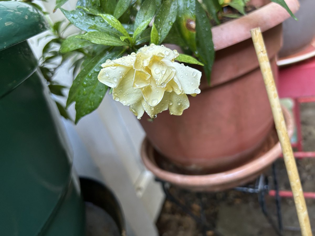 BombshellNana's tweet photo. #AfterTheRain #PDX #NPDX #PortlandOregon #Summer #Gardenias #Gardenia https://t.co/yeo0DQMOIt