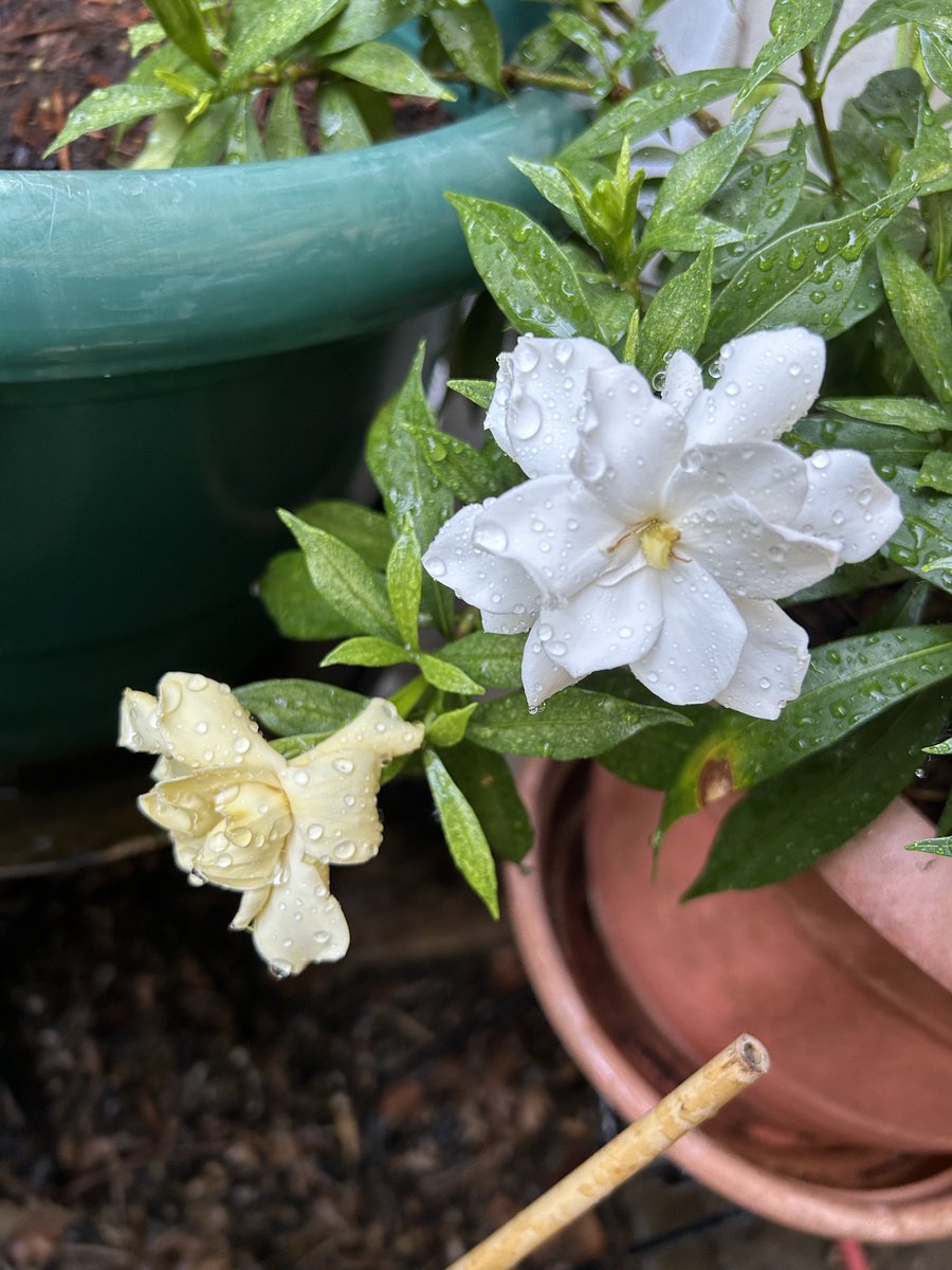 BombshellNana's tweet photo. #AfterTheRain #PDX #NPDX #PortlandOregon #Summer #Gardenias #Gardenia https://t.co/yeo0DQMOIt