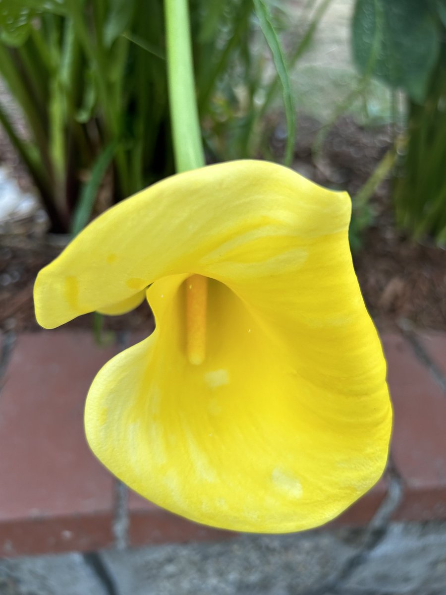 BombshellNana's tweet photo. #AfterTheRain #PDX #NPDX #PortlandOregon #Summer #Lilies #Callas #CallaLily #CallaLilies #HappyAccidents😄 https://t.co/1gNFn6pTVG