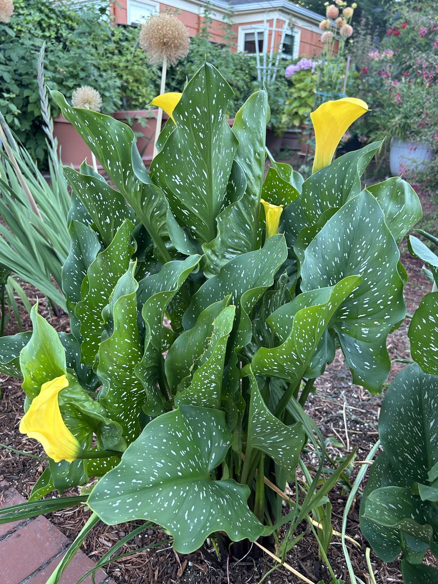 BombshellNana's tweet photo. #AfterTheRain #PDX #NPDX #PortlandOregon #Summer #Lilies #Callas #CallaLily #CallaLilies #HappyAccidents😄 https://t.co/1gNFn6pTVG
