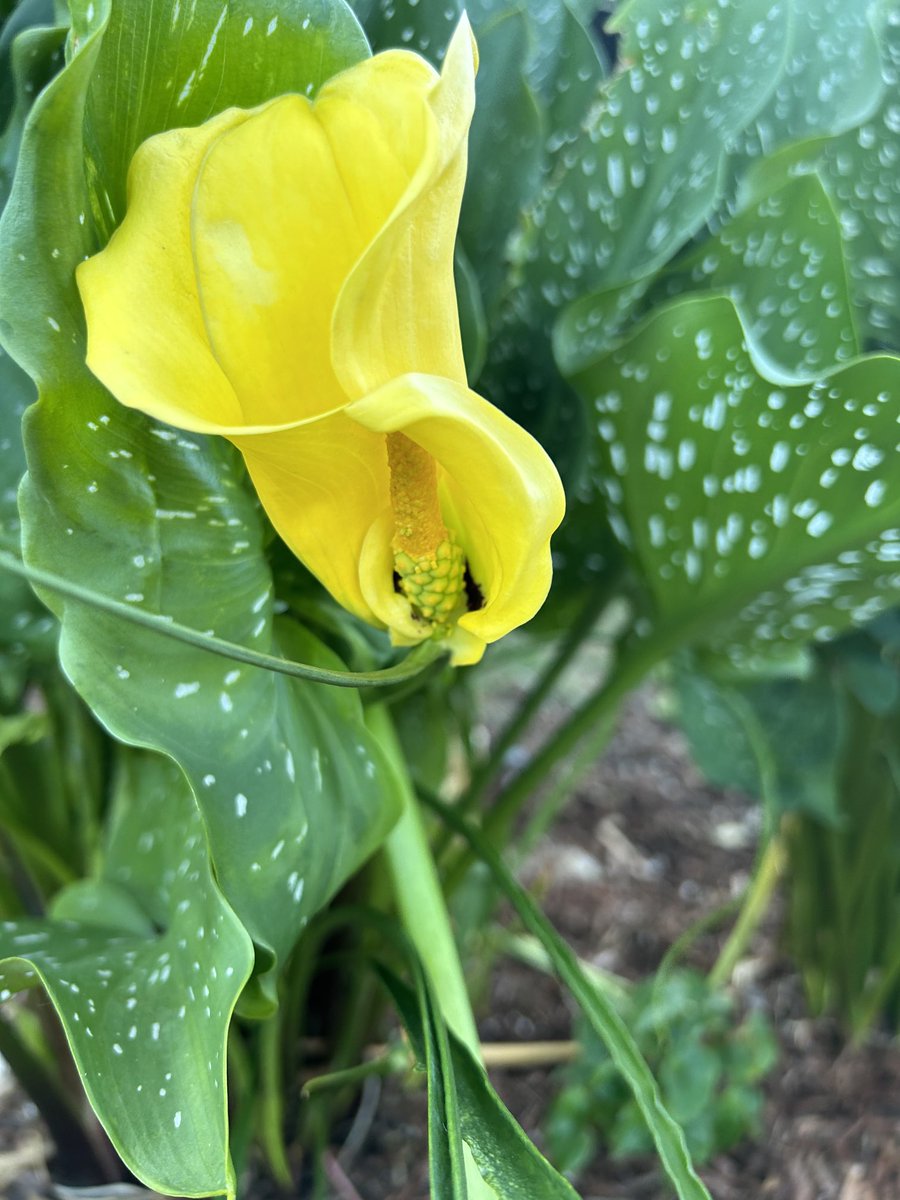 BombshellNana's tweet photo. #AfterTheRain #PDX #NPDX #PortlandOregon #Summer #Lilies #Callas #CallaLily #CallaLilies #HappyAccidents😄 https://t.co/1gNFn6pTVG