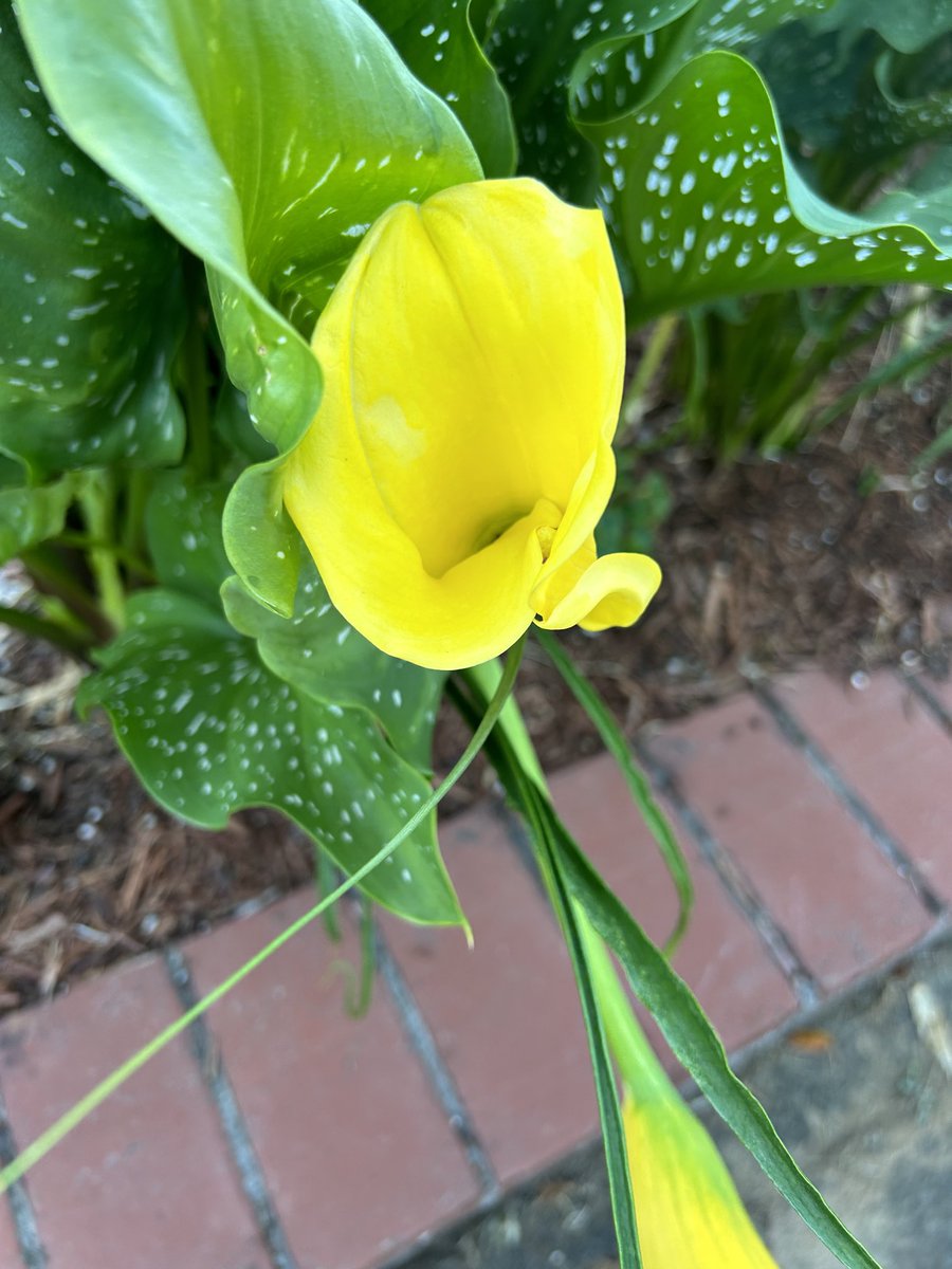 BombshellNana's tweet photo. #AfterTheRain #PDX #NPDX #PortlandOregon #Summer #Lilies #Callas #CallaLily #CallaLilies #HappyAccidents😄 https://t.co/1gNFn6pTVG