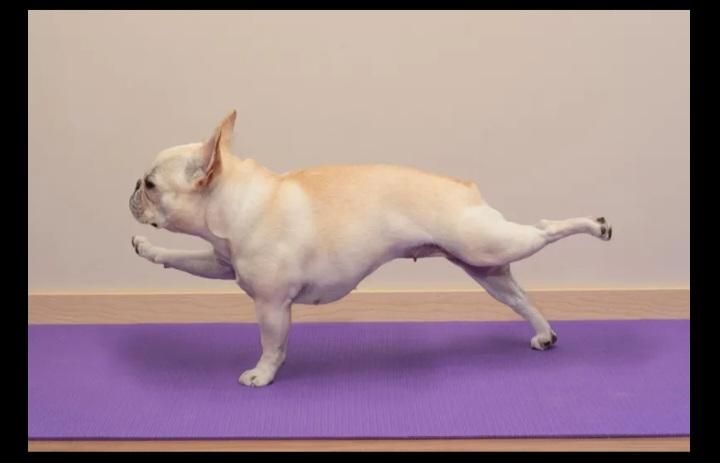 Upward Dog! Monday Funday!

#UpwardDog #DoggyYoga #SundayFunday #yoga