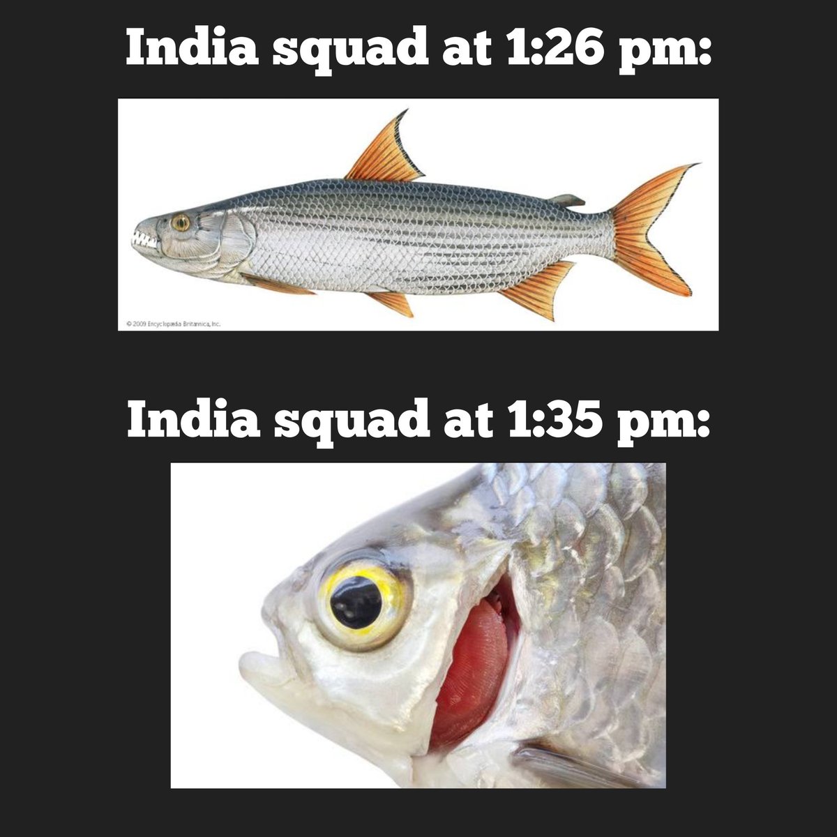 Wasim Jaffer tweet media