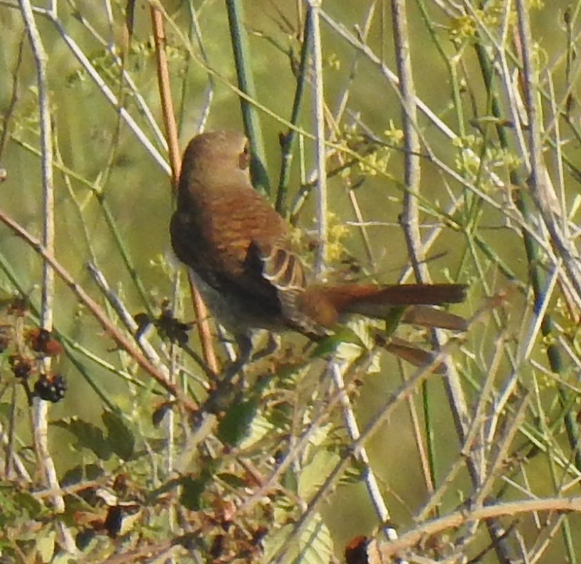 Aquest jove escorxador observat ahir al Pèlag de La Saulonera, suposa la 160ena espècie citada a l"espai
<a href="/birdcatalunya/">Birding Catalunya</a>

📷 <a href="/MarcPeris3/">Marc Peris</a>