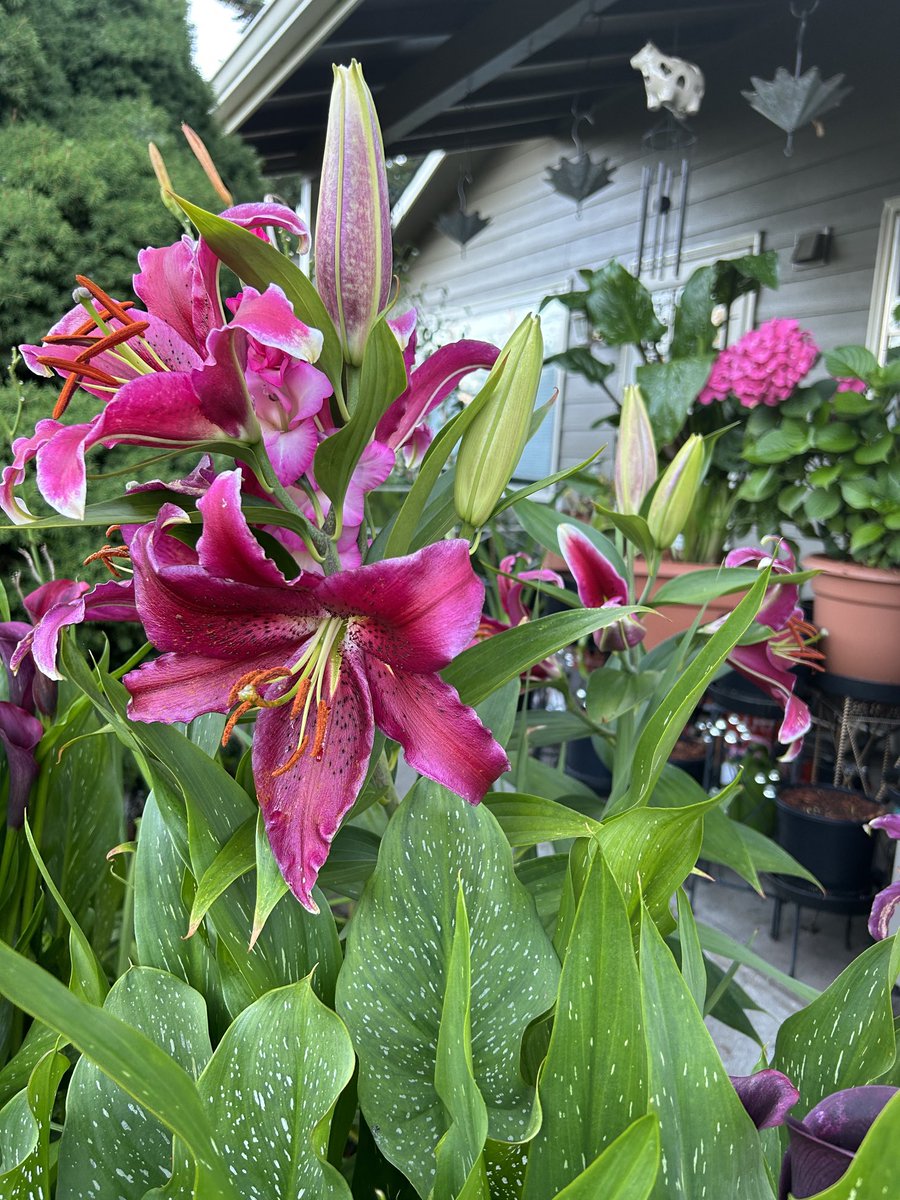 BombshellNana's tweet photo. #AfterTheRain #PDX #NPDX #PortlandOregon #Summer #StargazerLilies #Lilies #Stargazers https://t.co/R4kwKrEDj2
