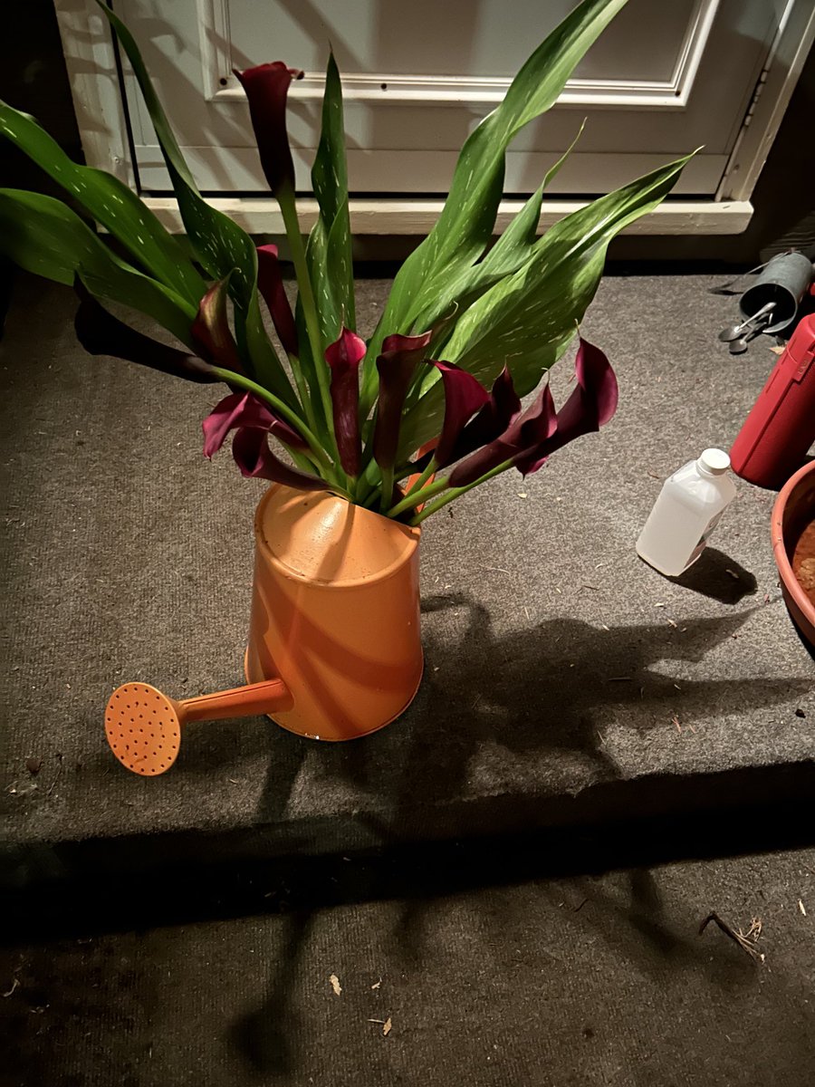 BombshellNana's tweet photo. #AfterTheRain #PDX #NPDX #NorthPortland #PortlandOregon #Summer #Callas #CallaLilies https://t.co/hCSDwdAeUB