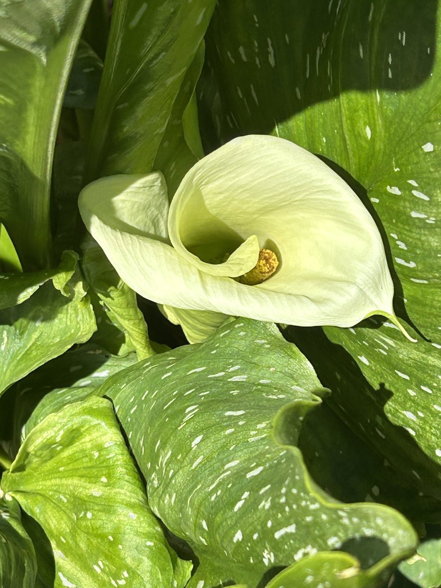 BombshellNana's tweet photo. #AfterTheRain #PDX #NPDX #NorthPortland #PortlandOregon #Summer #Callas #CallaLilies https://t.co/hCSDwdAeUB