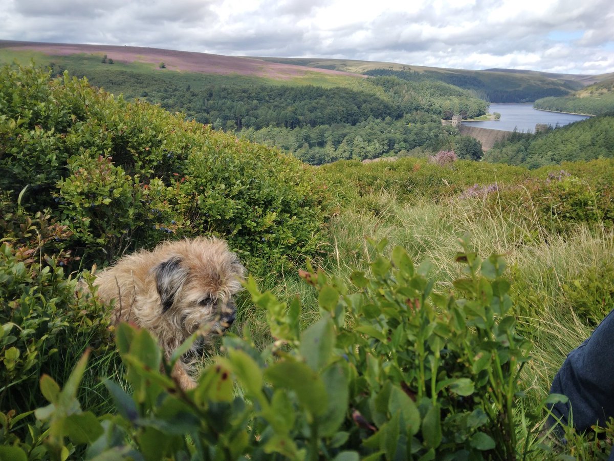 sit_come's tweet photo. Good morning ☀ 

Sunday walk on the moors above Howden Reservoir. Magnus is sitting amongst bilberry bushes; we stayed there enjoying the pristine view in the sunshine both popping bilberries for a long time.

🥾🌳🥾 https://t.co/lmMwfsgNVN