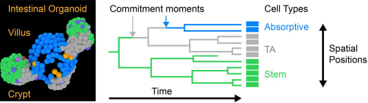 Sander Tans (@sandertanslab) on Twitter photo Our TypeTracker paper is now out in <a href="/ScienceAdvances/">Science Advances</a>: science.org/doi/10.1126/sc…. Super proud on the truly excellent work of our former PhD-student @XuanZheng2016, that shows early fate commitment preceding cell cycle exit and spatial patterning in intestinal organoids (1/8): Our TypeTracker paper is now out in <a href="/ScienceAdvances/">Science Advances</a>: science.org/doi/10.1126/sc…. Super proud on the truly excellent work of our former PhD-student @XuanZheng2016, that shows early fate commitment preceding cell cycle exit and spatial patterning in intestinal organoids (1/8):