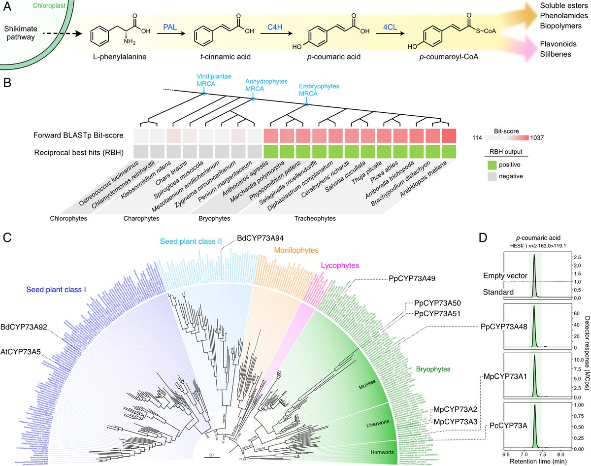 Pleased to share our latest preprint!

An ancient role for the CYP73 gene family in t-cinnamic acid 4-hydroxylation, phenylpropanoid biosynthesis and embryophyte development

biorxiv.org/content/10.110…