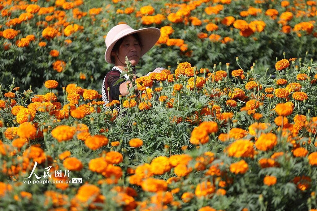 PDChinese's tweet image. 【河北平泉：萬壽菊飄香 農民採收忙】初秋時節，河北省平泉市平北鎮種植的萬壽菊進入盛花期，農民們搶抓農時採收、收儲萬壽菊。