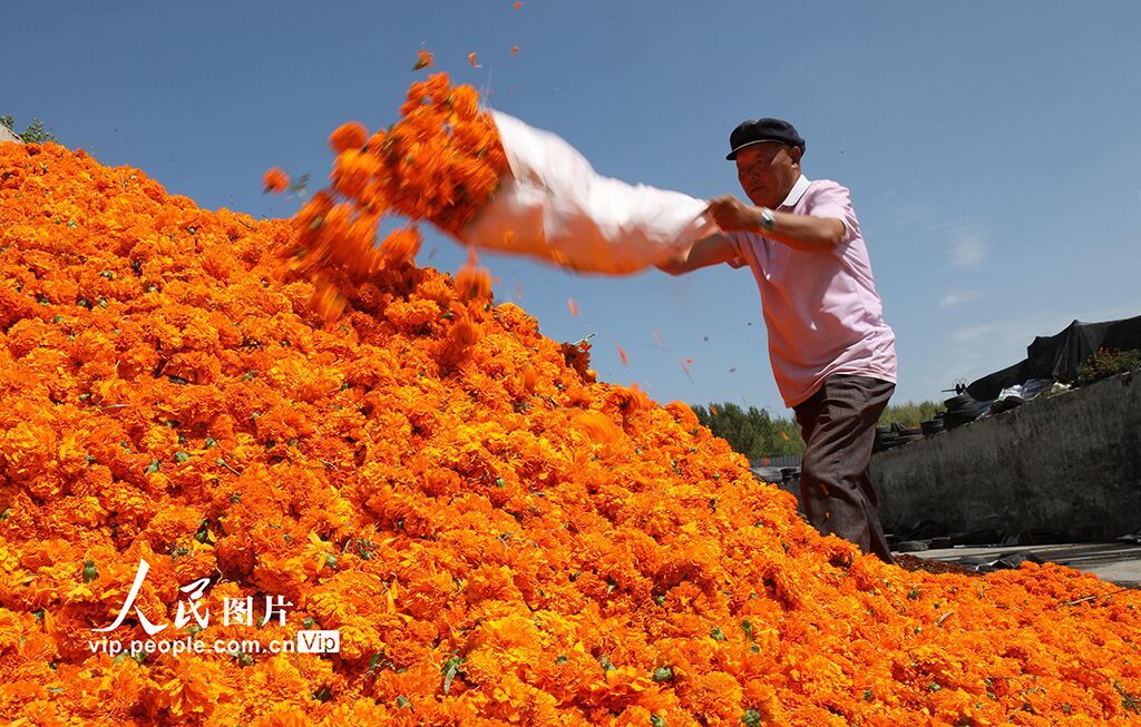PDChinese's tweet image. 【河北平泉：萬壽菊飄香 農民採收忙】初秋時節，河北省平泉市平北鎮種植的萬壽菊進入盛花期，農民們搶抓農時採收、收儲萬壽菊。